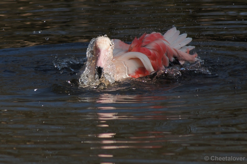 DSC03302.JPG - Europese Flamingo aan het badderen